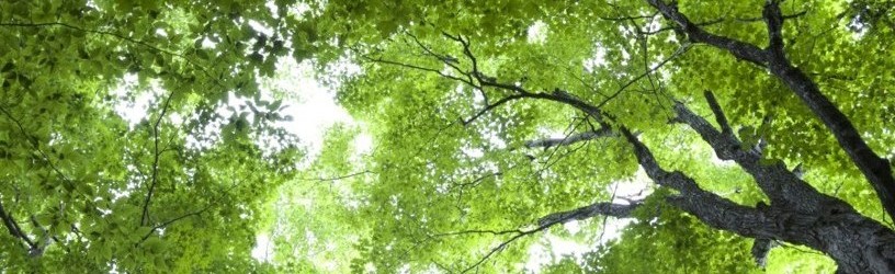 行政書士（登録申請中） 千葉だいき事務所